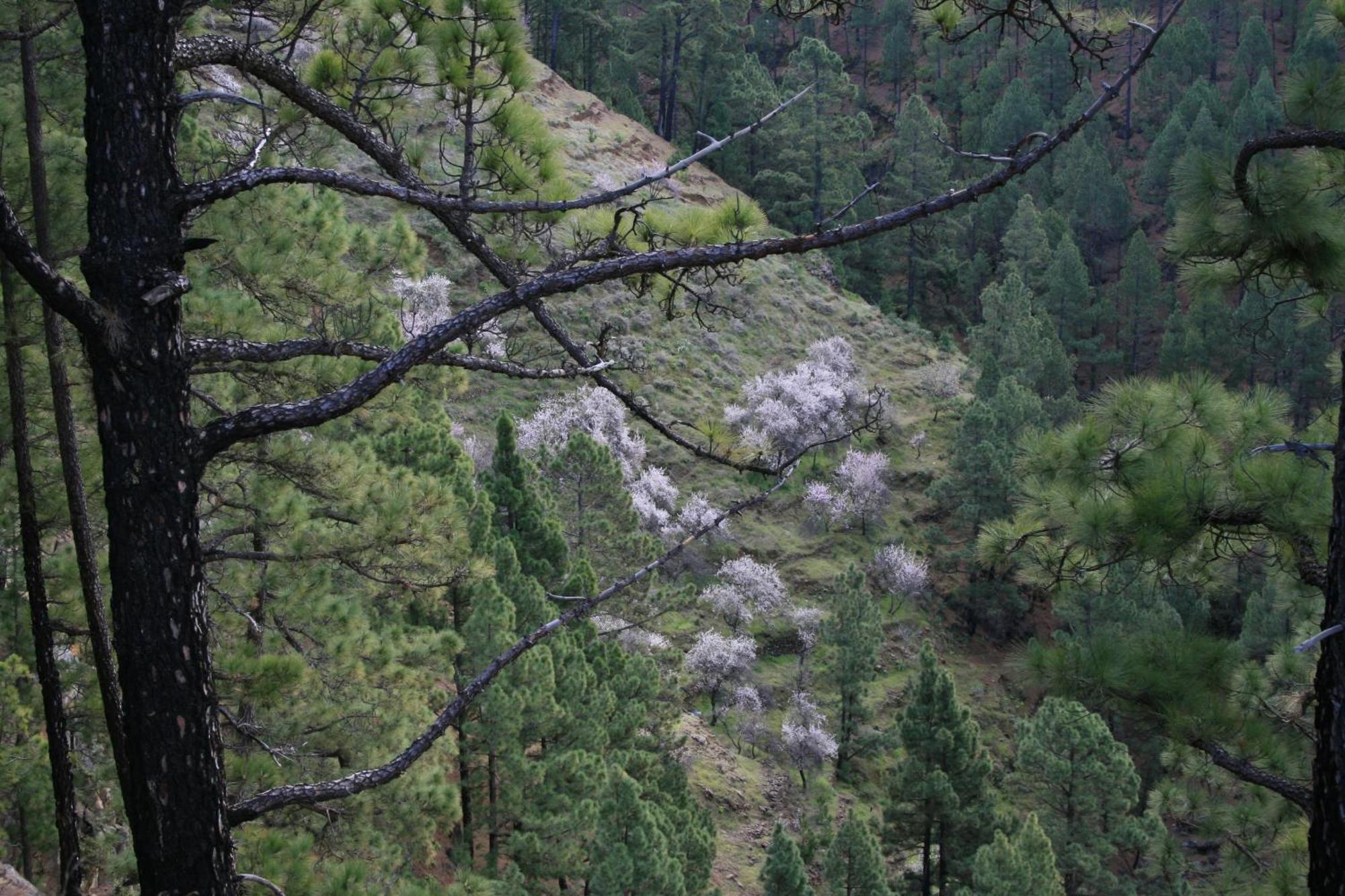Casa Rural El Riachuelo Garafía Zewnętrze zdjęcie
